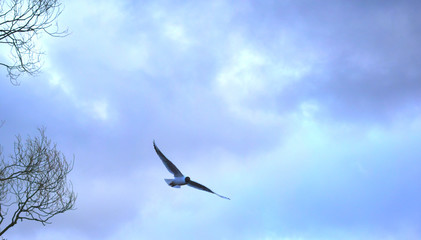 group of seagulls on beach