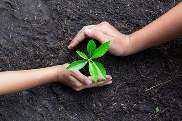 Human hands are planting seedlings into the soil. children hands was gently encircled.