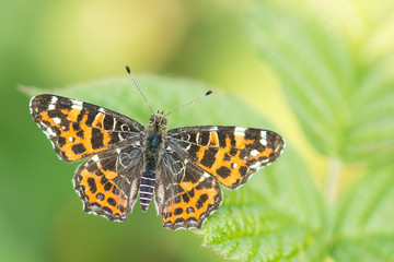 Map butterfly with wings spread resting on nettle