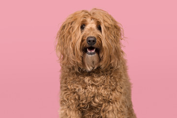 Portrait of a labradoodle looking at the camera on a pink background with mouth open in a horizontal image