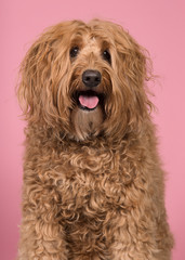 Portrait of a labradoodle glancing away on a pink background with mouth open in a vertical image