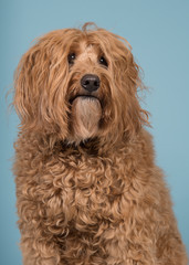 Portrait of a labradoodle glancing away on a blue background in a vertical image