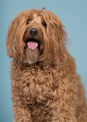 Portrait of a labradoodle looking at the camera on a blue background in a vertical image with mouth open