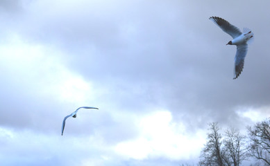 group of seagulls on beach