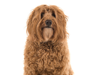 Portrait of a labradoodle looking at the camera isolated on a white background