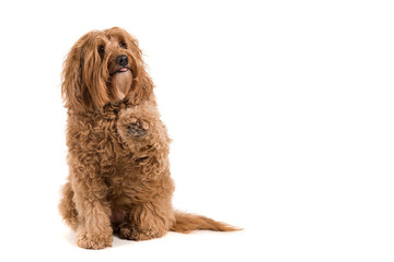 Sitting labradoodle looking up and begging on a white background