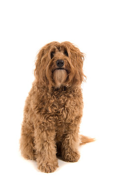 Labradoodle looking at the camera sitting on a white background in a vertical image