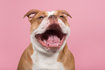 Funny portrait of an old english bulldog with a huge smile on a pink background