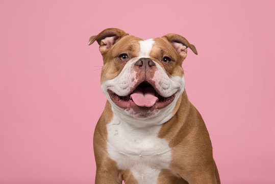 Portrait of an old english bulldog looking at the camera with a big smile on a pink background