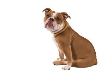 Fototapeta premium Sitting Old english bulldog looking at the camera isolated on a white background seen from the side