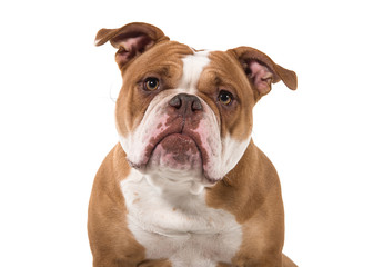 Portrait of an old english bulldog leaning forward and looking at the camera isolated on a white background