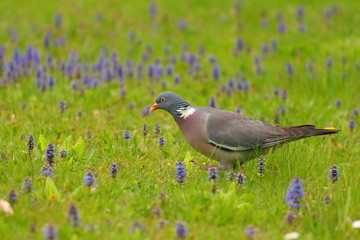 Bird on meadow. Common wood pigeon on green grass.