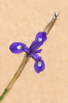 a single barbary nut dwarf iris gynandriris sisyrinchium flower and stem on a blurred beige background