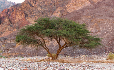 a single umbrella thorn acacia in the eilat mountains of israel with a red rocky mountain slope in...
