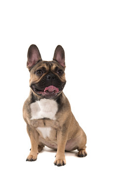 Sitting french bulldog looking away isolated on a white background in a vertical image