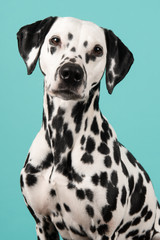 Portrait of a dalmatian dog looking at the camera on a blue background seen from the side