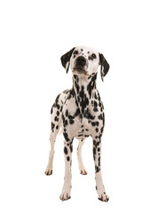 Standing dalmatian dog looking up isolated on a white background seen from the front
