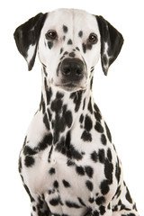 Portrait of a dalmatian dog looking at the camera isolated on a white background