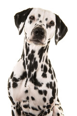 Portrait of a dalmatian dog looking at the camera isolated on a white background