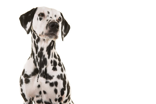 Portrait of a dalmatian dog looking up isolated on a white background