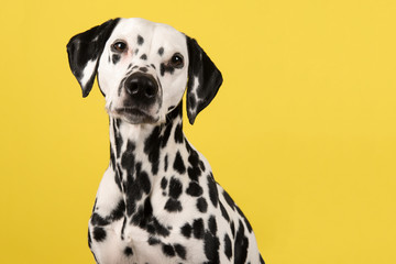 Portrait of a dalmatian dog looking at the camera on a yellow background seen from the side