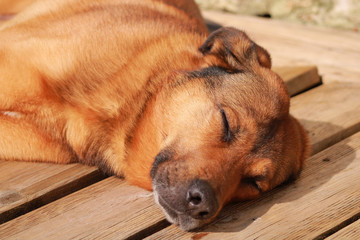 Close-up on pretty brown malinois shepherd sleeping relax on wooden floor outside
