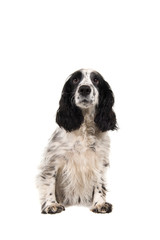 Sitting english cocker spaniel seen from the front isolated on a white background