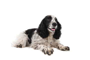 English cocker spaniel with mouth open looking away lying down isolated on a white background