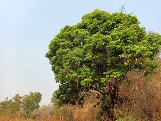Obraz premium Drought conditions of forests in Thailand5