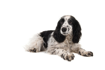 English cocker spaniel lying down isolated on a white background