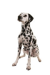 Sitting Dalmatian dog looking up isolated on a white background seen from the side