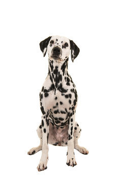 Dalmatian dog sitting isolated on a white background seen from the front