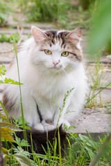 Beautiful fluffy cat sits on a wooden floor in the summer