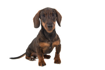 Dachshund looking at the camera sitting isolated on a white background