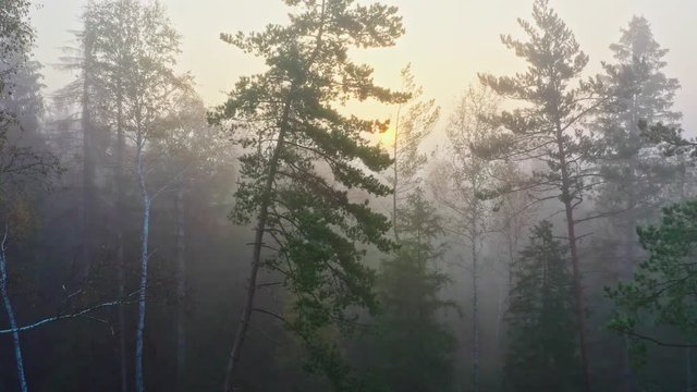 Sonnenaufgang im nebeligen Herbstwald