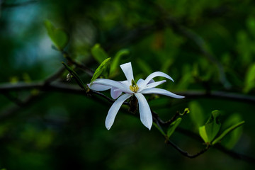 Weiße Blume im Frühling