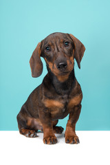 Dachshund looking at the camera sitting on a blue background and white underground