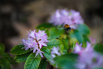 Honigsuche im Frühling auf rosa Blume