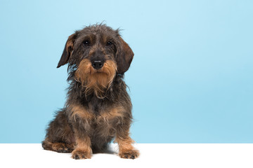 Sitting wirehaired Dachshund looking at the camera  on a blue background and a white underground