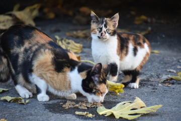 Naklejka na ściany i meble Two Calico Cats, Limassol, Cyprus