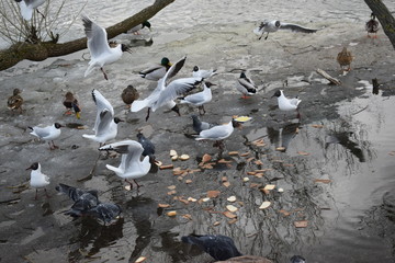 seagulls on the beach