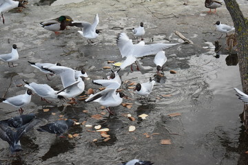 Fototapeta premium seagulls on the beach