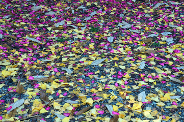 サザンカの赤い花びら、イチョウの黄色い葉っぱ、落葉広葉樹の茶色い葉っぱが散って、紙吹雪が落ちたように見えるカラフルな地面