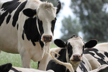 Rinder auf der Weide