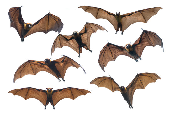 Bat flying isolated on white  background (Lyle's flying fox)