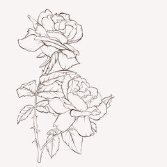 Vector rose flower. Summer flowers bouquet. Element for design. Hand-drawn contour lines and strokes.