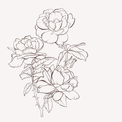 Vector rose flower. Summer flowers bouquet. Element for design. Hand-drawn contour lines and strokes.