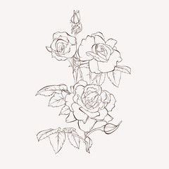Sketch Floral Botany Collection. Rose flower drawings. Black and white with line art on white backgrounds. Hand Drawn Botanical Illustrations