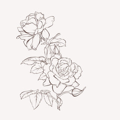 Vector rose flower. Summer flowers bouquet. Element for design. Hand-drawn contour lines and strokes.