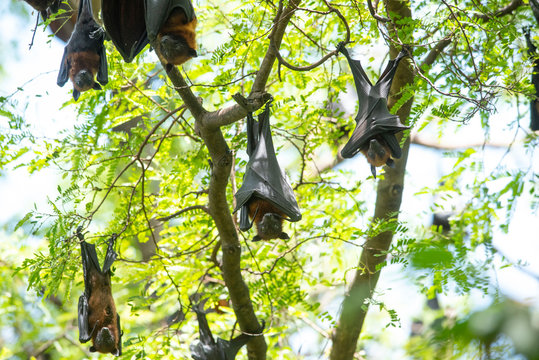 Bats hang upside down (Lyle's flying fox)